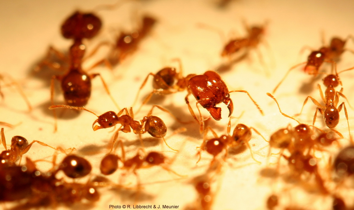 Pheidole pallidula soldiers and workers
